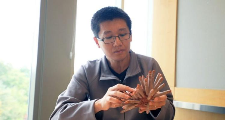 研究人员从海胆结构中汲取灵感 以制造更坚固的陶瓷泡沫