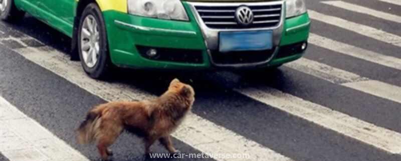 宠物狗被车撞了怎么赔偿标准