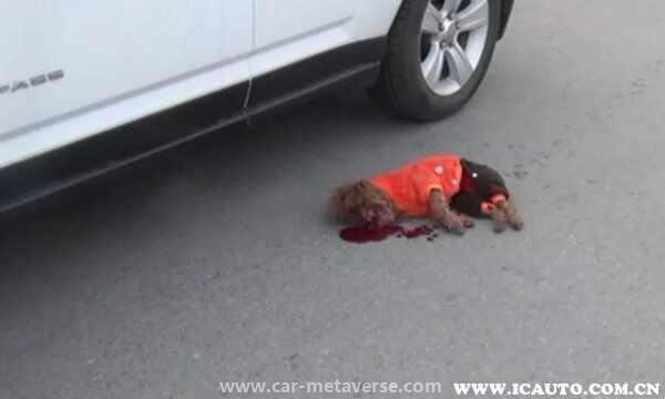 没牵绳的狗撞死了需要赔偿吗